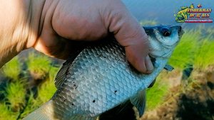 Рыбалка на поплавочную удочку, в этой луже есть рыба!