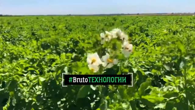 BRUTOТехнологии: как растет картофель смотреть онлайн