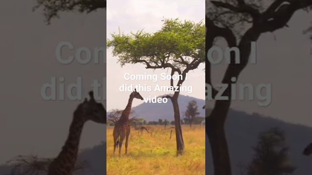 I did this Amazing Video of the African Jungle