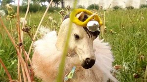 Заставка к полнометражки.