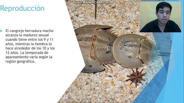 exposición de limulus polyphemus смотреть онлайн