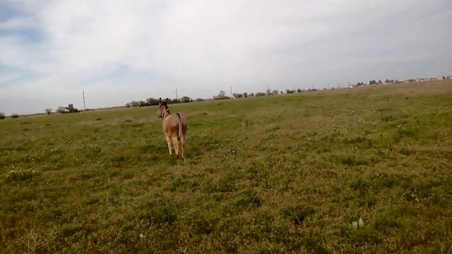 Забавные смешные животные  ОСЛИК ИА. Funny donkey