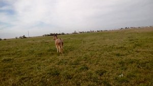 Забавные смешные животные  ОСЛИК ИА. Funny donkey