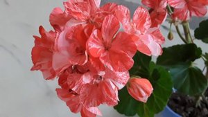 Обзор пеларгонии сорта "Мозаик ред"