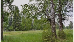 Березы с золотой листвою / Сибирский тракт
