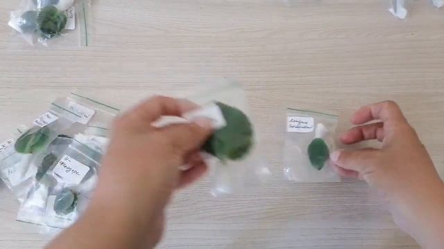 Распаковка фиалок из Питера/сорта этого года от селекционера смотреть онлайн