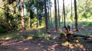 Звуки летнего леса слушать