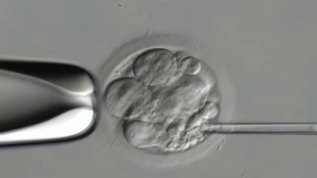 Бластоцисты в кале у ребенка. Эмбрион бластоциста 2. Эмбрион при эко. Фрагментация эмбриона. Фрагментация эмбриона.