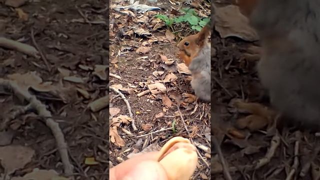 Кормлю белку смотреть онлайн