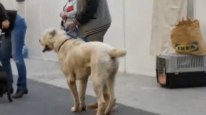 Выставка алабаев(2)