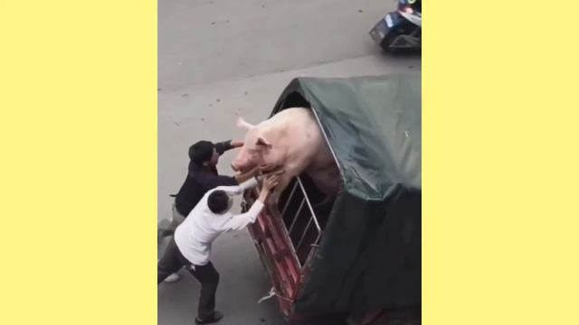 Have you ever seen a pig ride in a supermarket?🐖🐖 смотреть онлайн