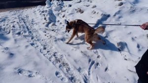 Джессика на прогулке - все сугробы наши 😄