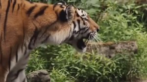 ТИГР ПРОТИВ ЛЬВА. КТО СИЛЬНЕЕ ЛЕВ ИЛИ ТИГР?