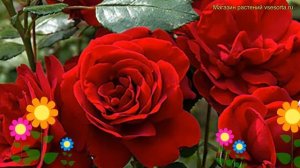 Роза кустовая Ульмэр мЮнштэр. Краткий обзор, описание характеристик Ulmer Muenster