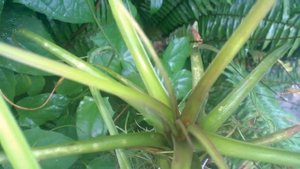 #Тилландсии под дождем, почему не гниют? AIR PLANT/Tillandsia. #Доминикана.