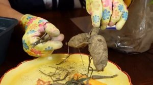 Как выбрать клубни георгина и размножить их черенком