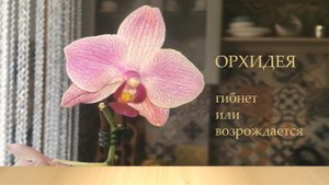 ОРХИДЕЯ. Гибнет или возрождается???...
