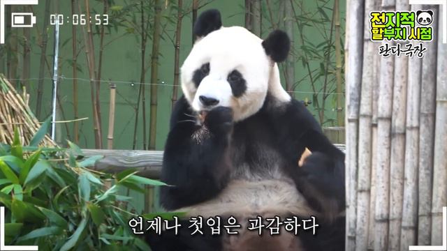 (SUB)[전지적 할부지 시점] ep.153 장꾸짓으로 세상을 뒤집어놓은 푸바오😁 판다극장과 ‘전지적 푸바오 시점’ 작가 송바오와의 인터뷰까지!🐼│Panda World смотреть онлайн