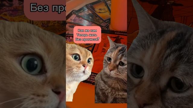 #таро #годавойраскладтаро
