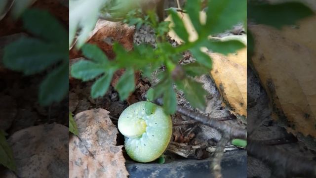 Большая личинка березового пилильщика ASMR смотреть онлайн