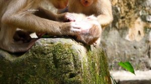 Oh God!.. Baby Lucy jump from top of tree to ground escaped big monkey, Lucy fall down to the groun