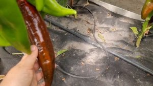 Урожайные сорта: перец Богатырь и Рамиро??