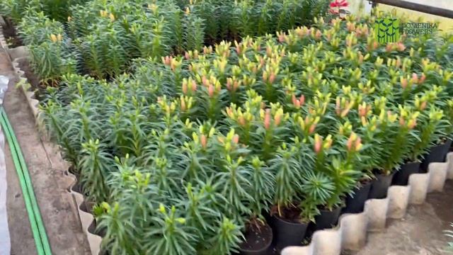 Выгонка ТЮЛЬПАНОВ, лилий, бегоний (ботритис, ризоктания и др) смотреть онлайн