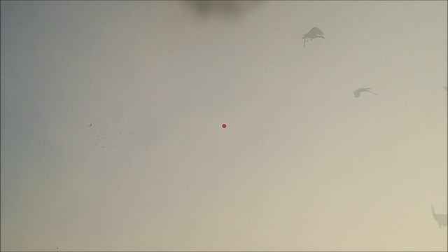 Охота на гуся 2020 Второй выезд смотреть онлайн