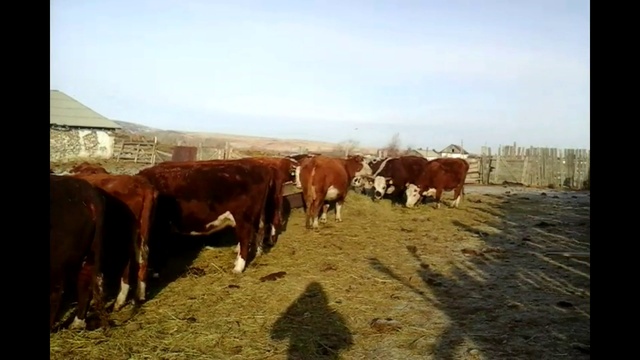 7 ОТЕЛОВ У КОРОВЫ И НА УБОЙ.... +79063333941 смотреть онлайн