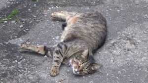 Забавный полосатый кот Породы полосатых кошек