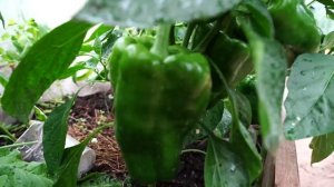 Лучшие сорта  сладкого перца.  Перец Хаски, Болгарская ратунда и перец питон.