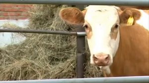 В амурском селе Грибское породистые коровы из Красноярского края дали первое ...