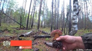 ГРИБЫ !!! ЛЕНИНГРАДСКАЯ ОБЛАСТЬ ! ВЫБОРГСКИЙ РАЙОН