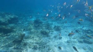 Cayo Coco Snorkeling - Mojito Cayo Coco - Снорклинг на Кайо-Коко - Кайо-Коко, декабрь 2022 г.