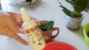 Получили орхидеи по почте? Тогда вам ОБЯЗАТЕЛЬНО нужно посмотреть это видео 1,7 пересадка уход