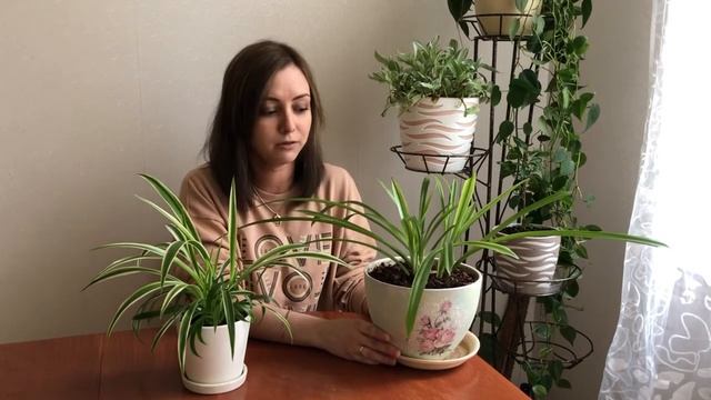 Уход за хлорофитумом