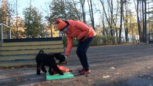 Kerry blue terrier (6 months): training and running/Керри блю терьер(6 мес.): тренировка и беготня