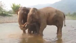 Слоны, люди и слонята  Смешные слоны и слонята