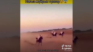 Скакун Арабский лошадь