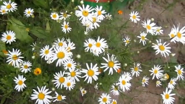 Ромашки смотреть онлайн