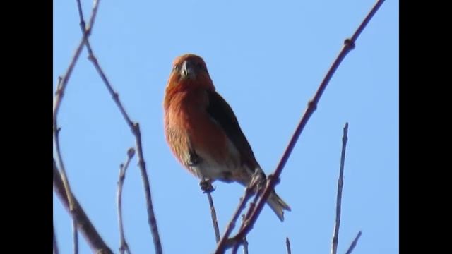 Клесты  Март смотреть онлайн