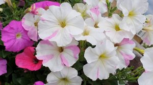 need to know about Petunia🌸🍃