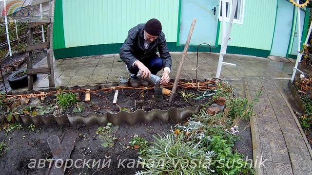 Виноград.Как сохранить саженцы винограда до весны.Доращивание саженцев винограда.Не вызрел саженец