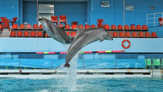 санкт-петербургский дельфинарий на 8 марта смотреть онлайн
