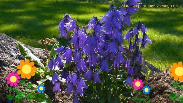 Колокольчик холмовой. Краткий обзор, описание характеристик, где купить campanula collina