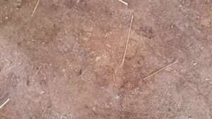 Пол в сарае для коз