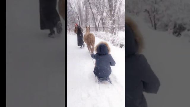 ❄️ЗИМНИЕ ПОКАТУШКИ НА ОСЛИКЕ КОСТИКЕ.