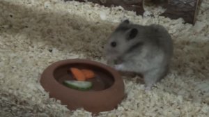 СИРИЙСКИЙ ХОМЯК.ЧЕМ КОРМИТЬ ХОМЯКА?ОВОЩИ/ SYRIAN HAMSTER. WHY TO FEED A HAMSTER? VEGETABLE