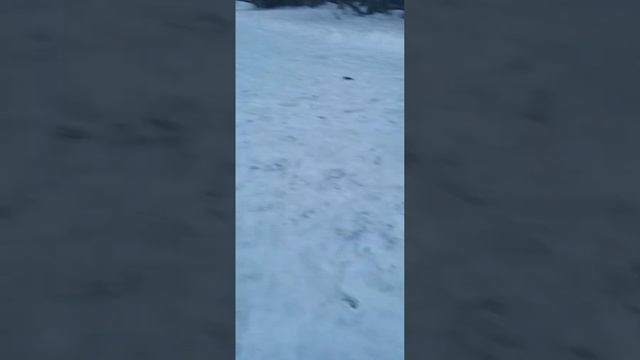 Щенки алабая. 2 месяца. П-ик "ДОБРОНРАВ" #алабай #питомниксобак #азиат #САО #щенки #alabai #puppies