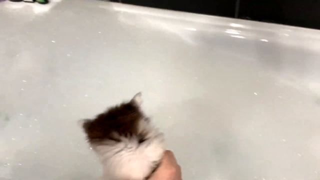 Котенок Тишка первый раз МОЕТСЯ / Как Правильно Мыть Маленьких Котят и Котов/Детский канал про Кота смотреть онлайн